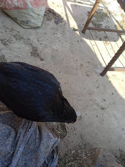 pure mushka murgi aseel