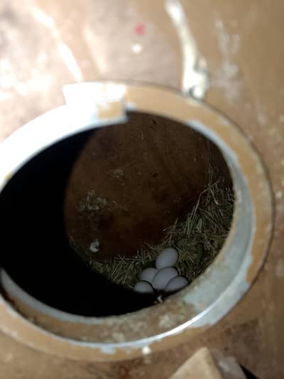 Love birds breedr pair for sale