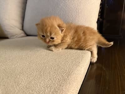 Persian kitten