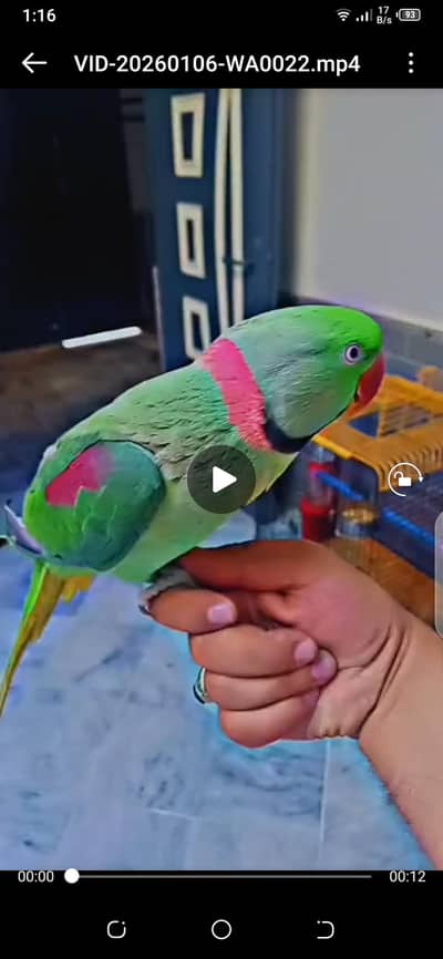 raw parrot for sale hand temde haldiy & Activ