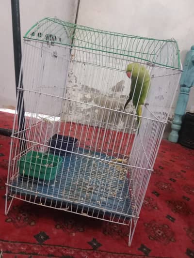 parrot sale