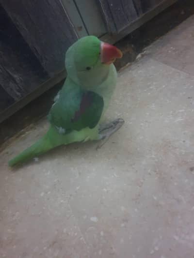 talking Raw parrot for sale healty and active