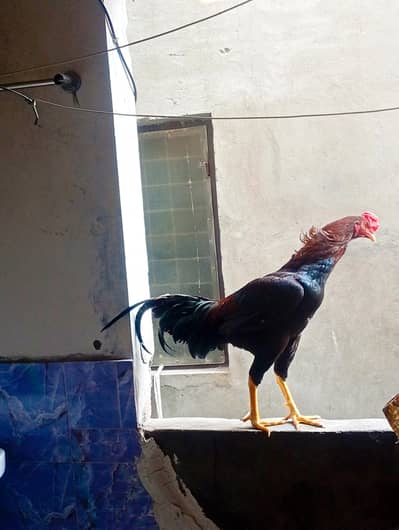 Assel Murga rate munasib ho gay ga