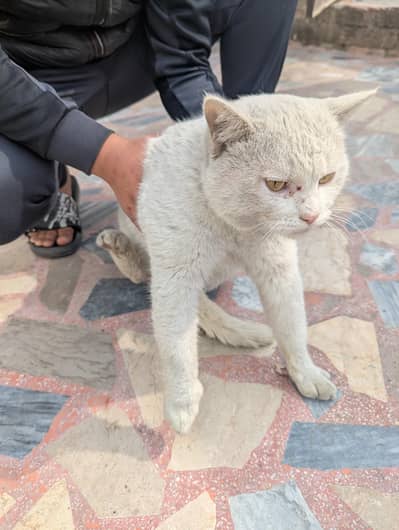 Male cat available for adoption price only 3 thousand