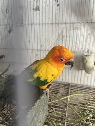 Sun conure breeder female(DNA verified)