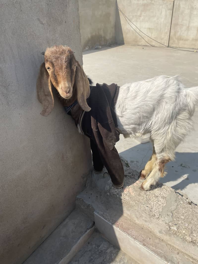 Bakra 1