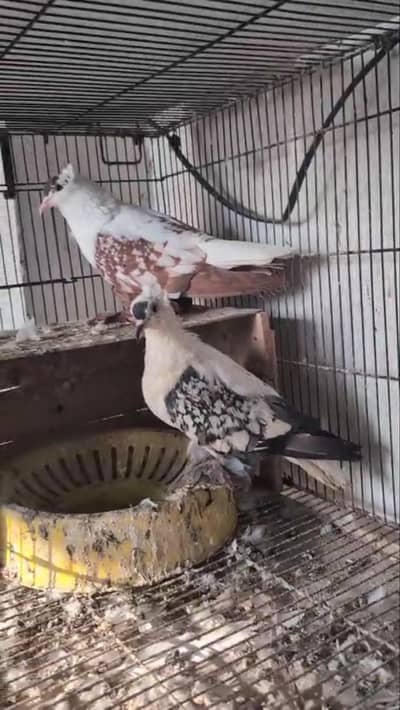 pigeons for sale Fsd samundari road, _0345_178_7777_