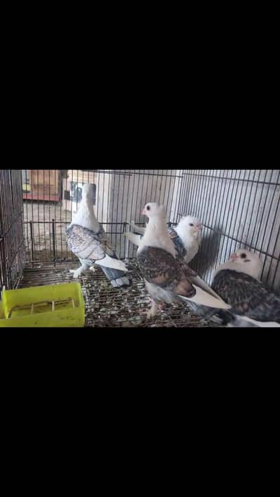 pigeons for sale Fsd samundari road, _0345_178_7777_