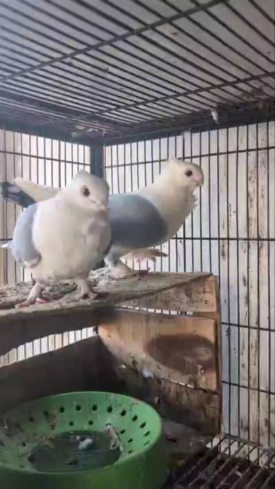 pigeons for sale Fsd samundari road, _0345_178_7777_