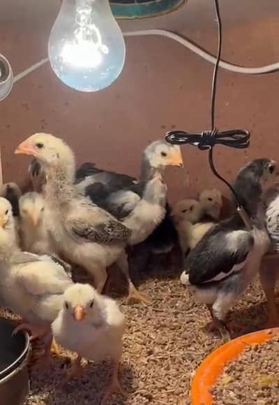 Top quality shamo Aseel chicks Available