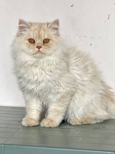 Persian Cat