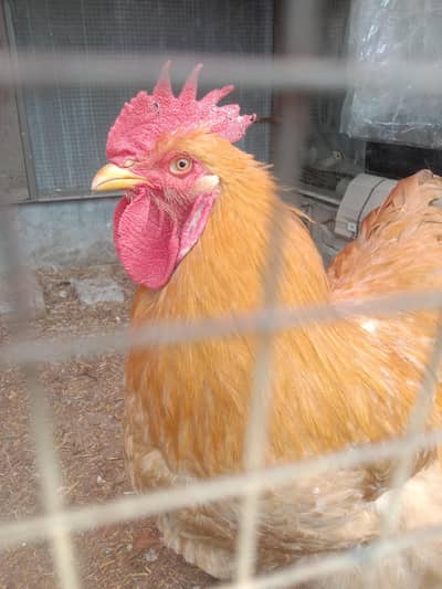 white buff golden buff pair