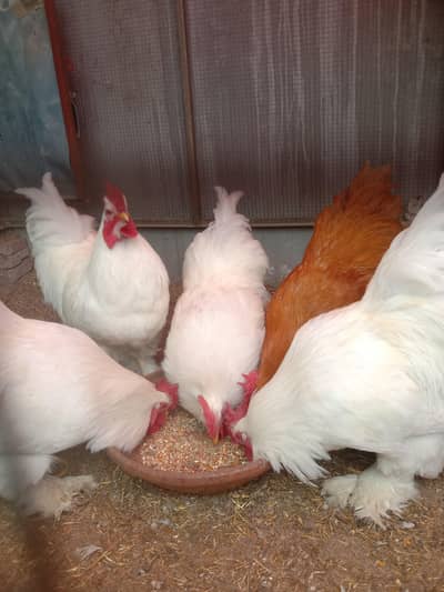 white buff male available