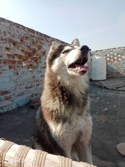 Pure Husky Male Dog