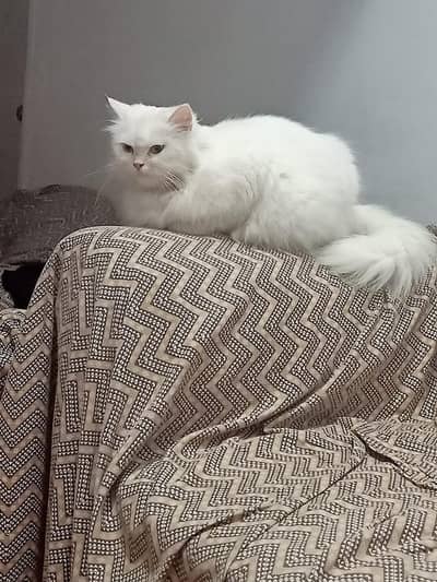 The female Persian cat is white in color.