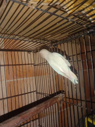lovebird breeder pair