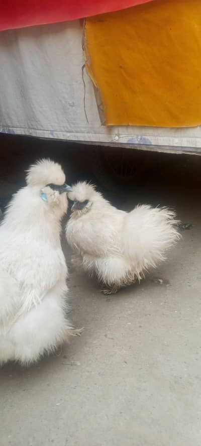 silkee and buramaa feemail