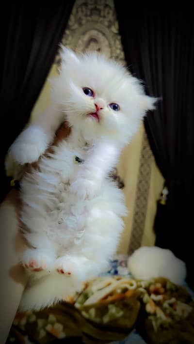 Persian kitten baby