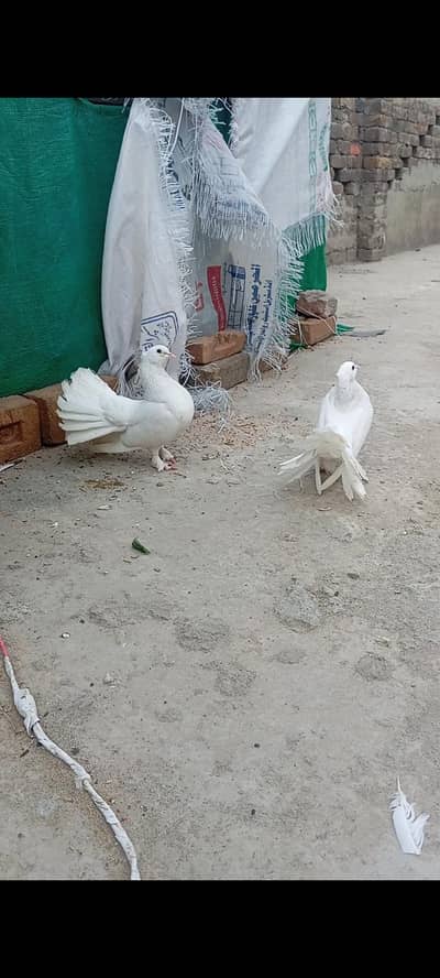 white lakhy breeder  pair 03408950491