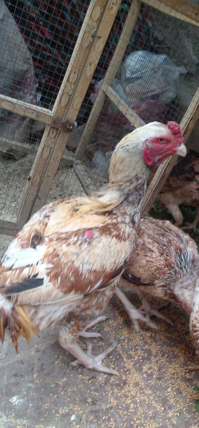 Aseel Fertile Eggs / Aseel Eggs for Hetching