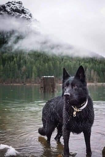 Garman shaft Pura black only stud . . . no saal