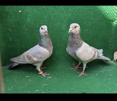 chity lal band breeder piar