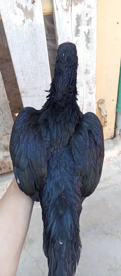 Aseel mushki female 0 size