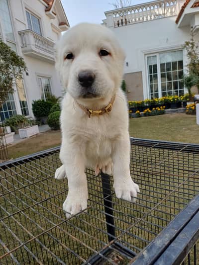 Central Asian Shepherd - For Sale