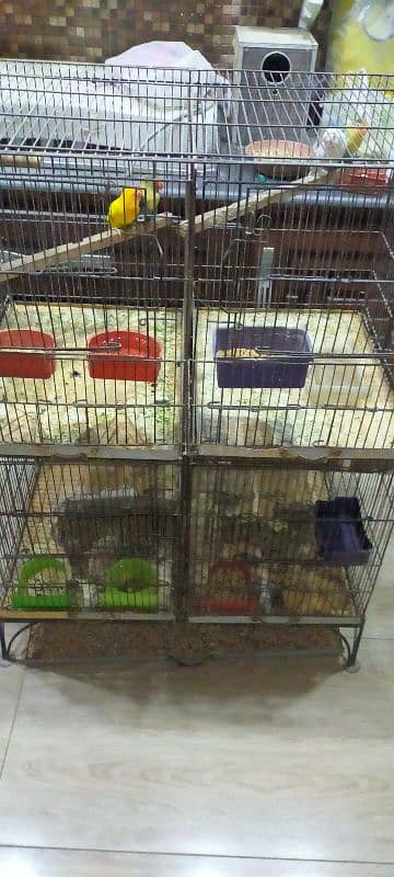 LoveBirds + Cage for sale