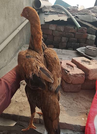 mianwali aseel murgia  per piece 3000