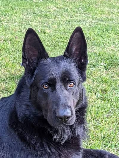 Garman shaft Pura black pink padigree only stud . . . no saal