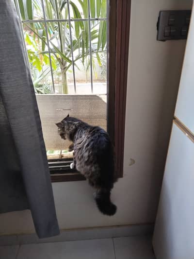 Persian Male Cat contact 03133987673