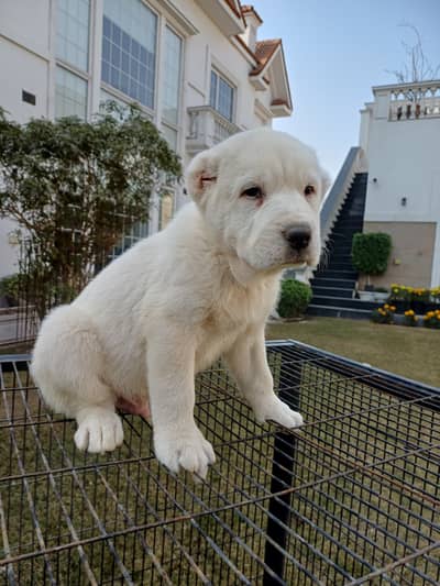 Central Asian Shepherd - For Sale