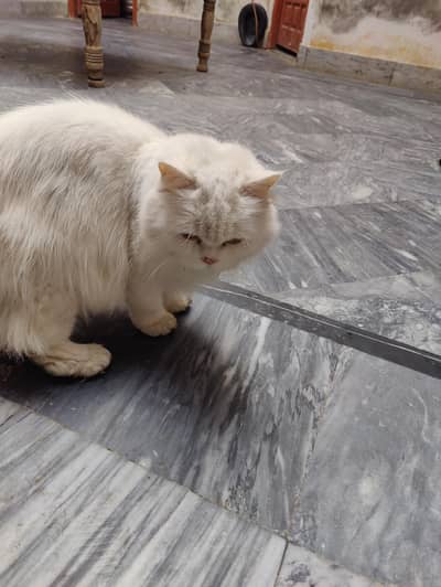 persian cat / cats / white cats