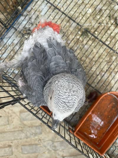 gray parrot for sell