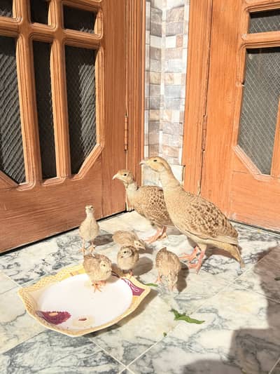Irani Teetar chicks for sale