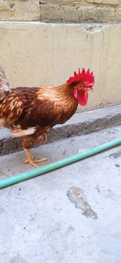 Hens pair || Murga || Murgi || Desi