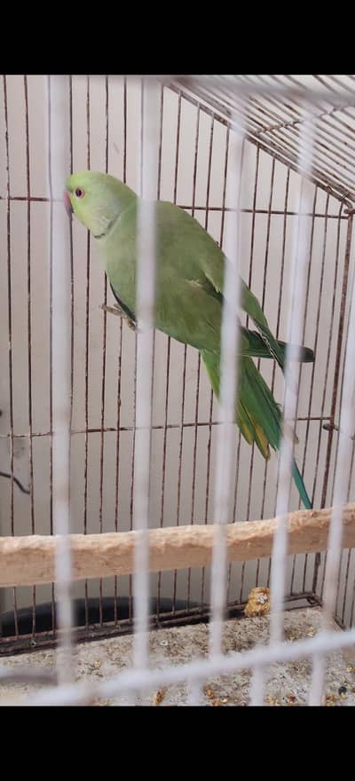 Green parrot