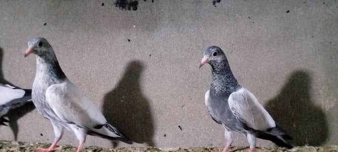 baby pegion Golda high fly far sail