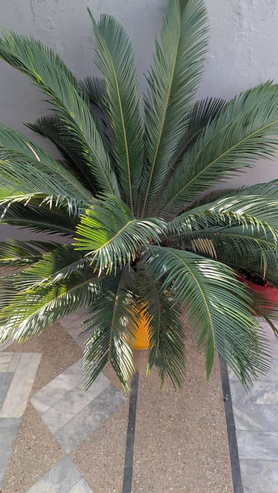 KANGI BALM LUSH GREEN