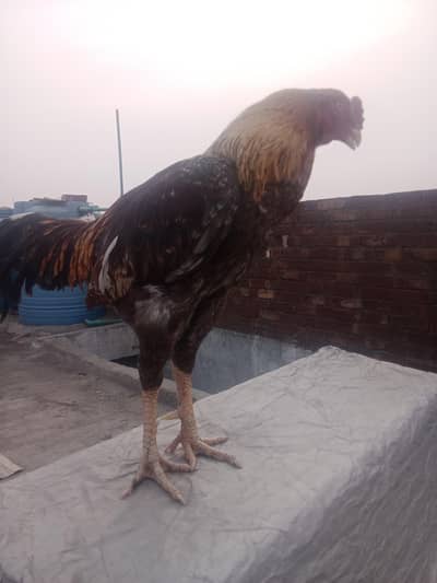 murga for sale price 8000