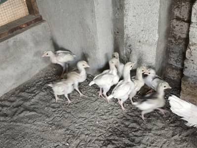 paper white Heera aseel chicks chuzay chuza for sale