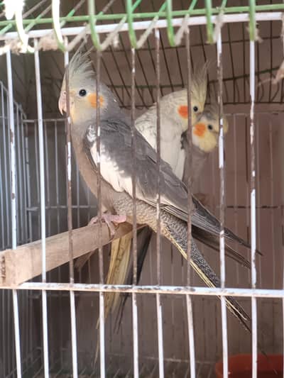 A confirm breeder cockatiel pair with one healthy chick or cage sell