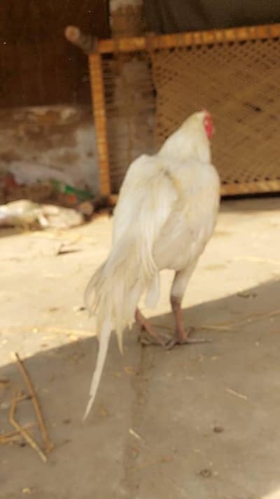 paper white patha available