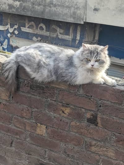Persian cats