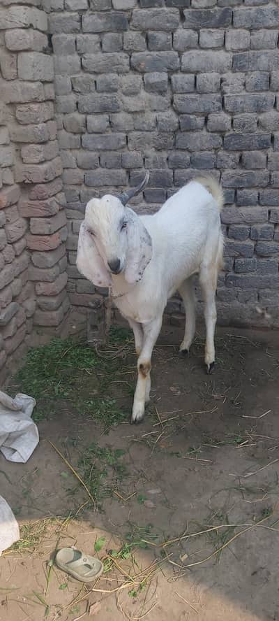 male Goat for sale