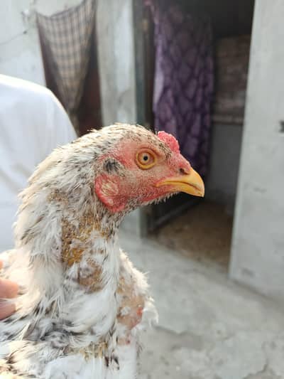 pure aseel shamo murgha