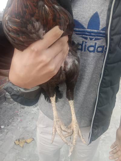 aseel murge Thai price 7000 agr lane ho to kame pashe ho ga ge