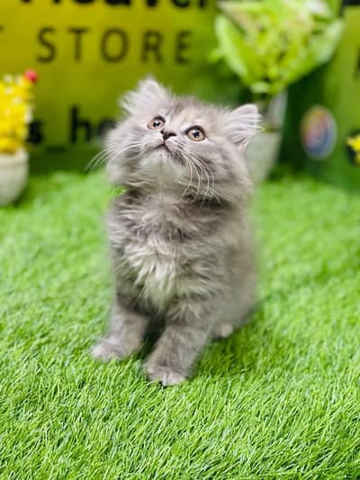 home bread Persian kitten