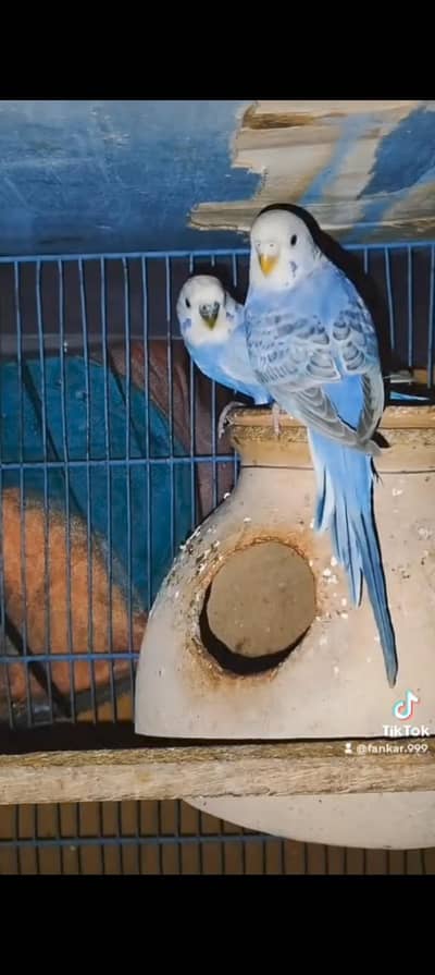 Urgent sale serious buyers contact me 03171071037 ispe call kren